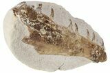 Fossil Mosasaur (Tethysaurus) Jaw Section - Asfla, Morocco #225237-1